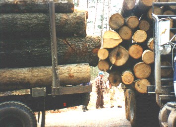 logs
