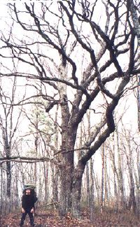 tree