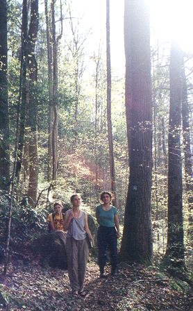 trees
