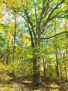 beech