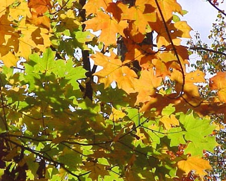 leaves