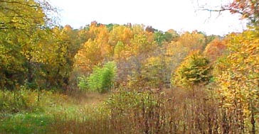 west